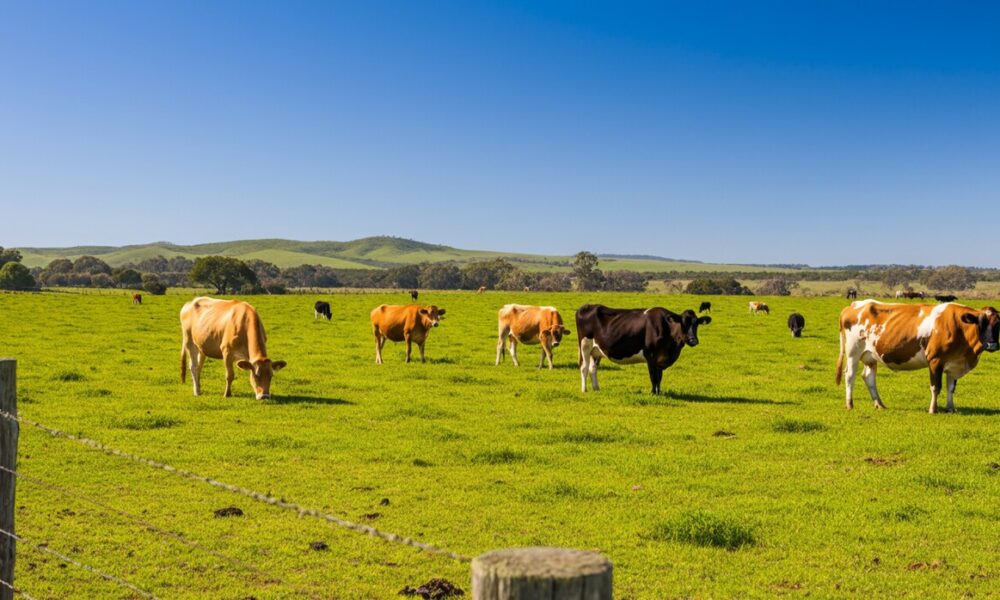 "Vacas Fantasmas" no Uruguai: O Golpe Milionário que Abateu Sonhos, Empresas e Abalou a Pecuária Sul-Americana