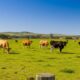 "Vacas Fantasmas" no Uruguai: O Golpe Milionário que Abateu Sonhos, Empresas e Abalou a Pecuária Sul-Americana